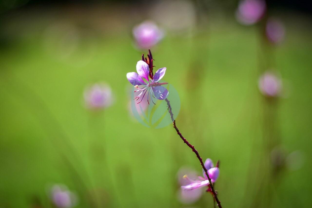 Gaura